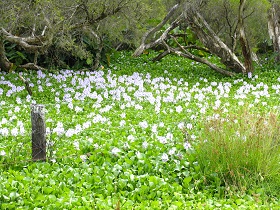 Water hyacinth